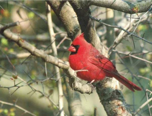 Cardinal Scene Attendance Charts