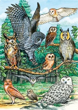 North American Owls - 35 pc Tray Puzzle