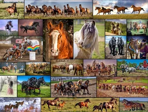 Puzzle Horse Collage 1000 Pc.
