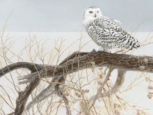 Puzzle Fallen Willow Snowy Owl 500 pc
