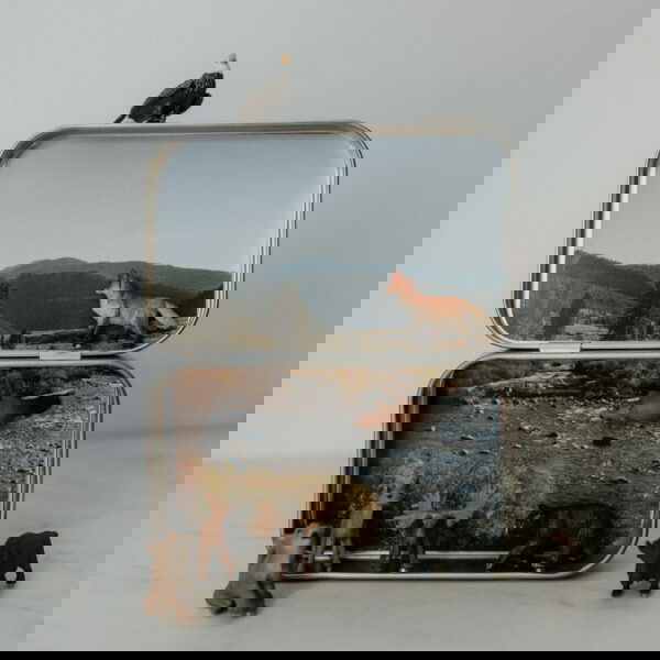 Image of Wilderness – Mini Magnetic Animal Tin