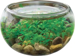 Mini WaterPlants Glass Globe Terrariums