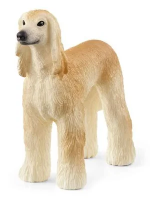 Afghan Hound