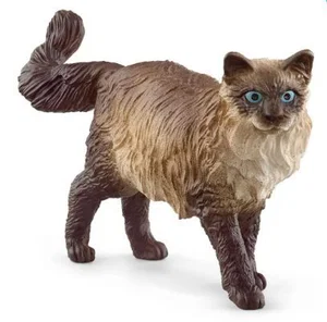 Ragdoll Cat