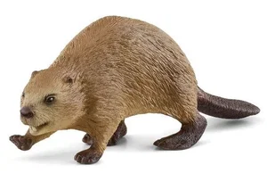 Beaver