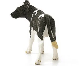 Holstein Calf