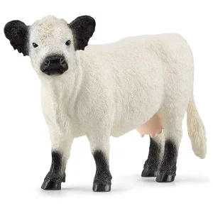 Galloway Cow