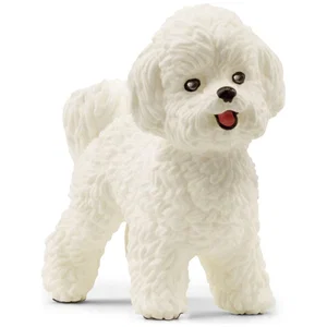 Bichon Frise