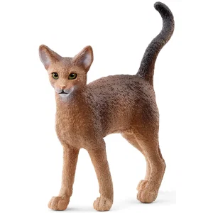 Abyssinian Cat