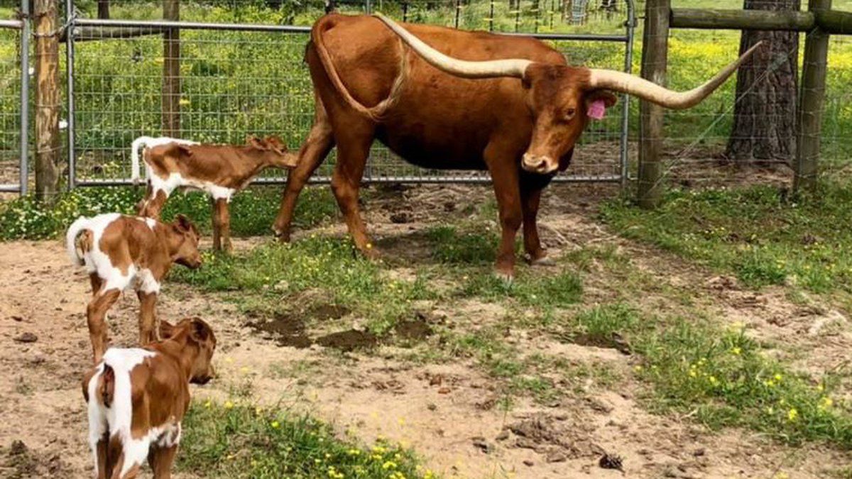 662-0092 Product Image 5