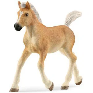 Haflinger Foal