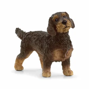 Wire-Haired Dachsund