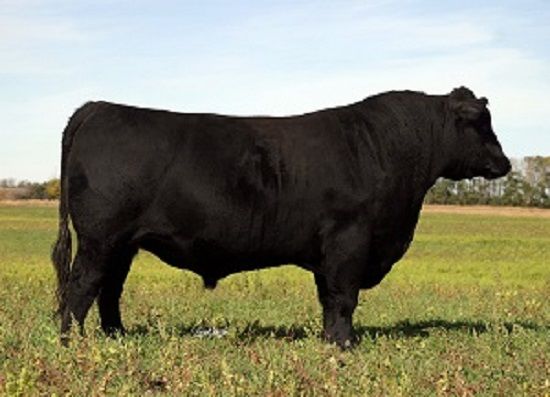 Product 662-0145 - View 7 662-0145 Product Image 7