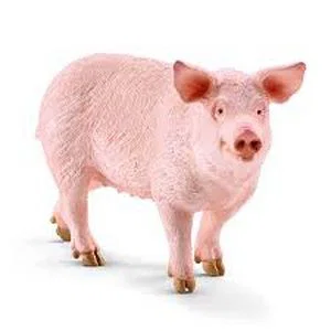 Pig