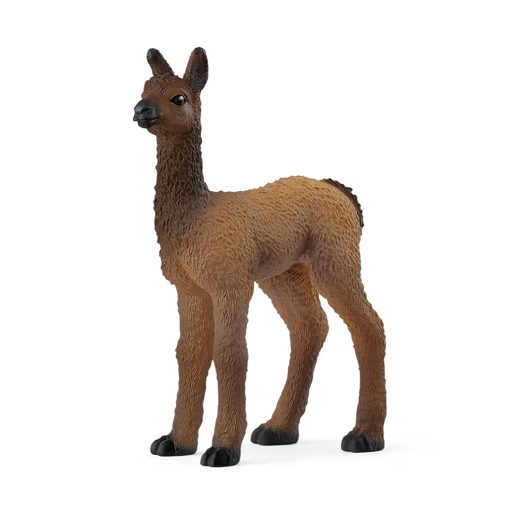 Llama Foal