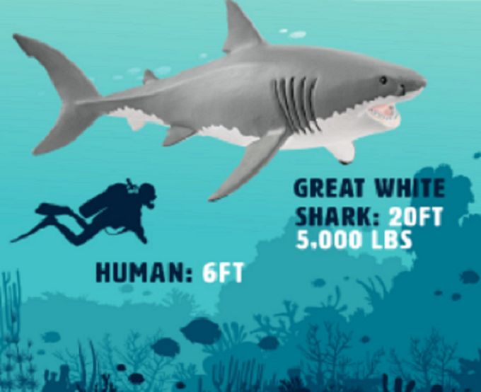 Product 662-0249 - View 5 662-0249 Product Image 5