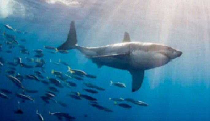 Product 662-0249 - View 6 662-0249 Product Image 6