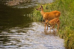 White-tailed Doe