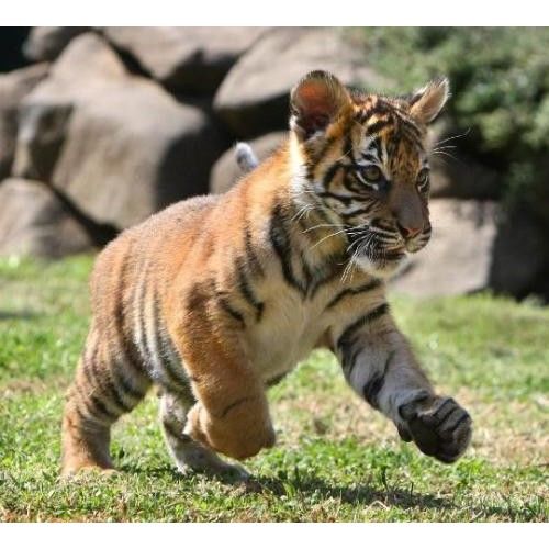 662-0268 Product Image 5