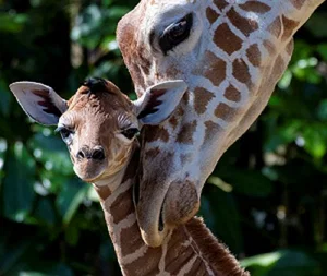 Giraffe Calf