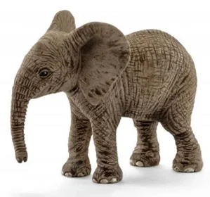 African Elephant Calf