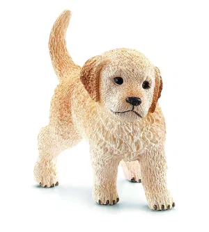 Golden Retriever Puppy