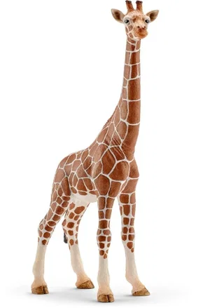 Giraffe, Female