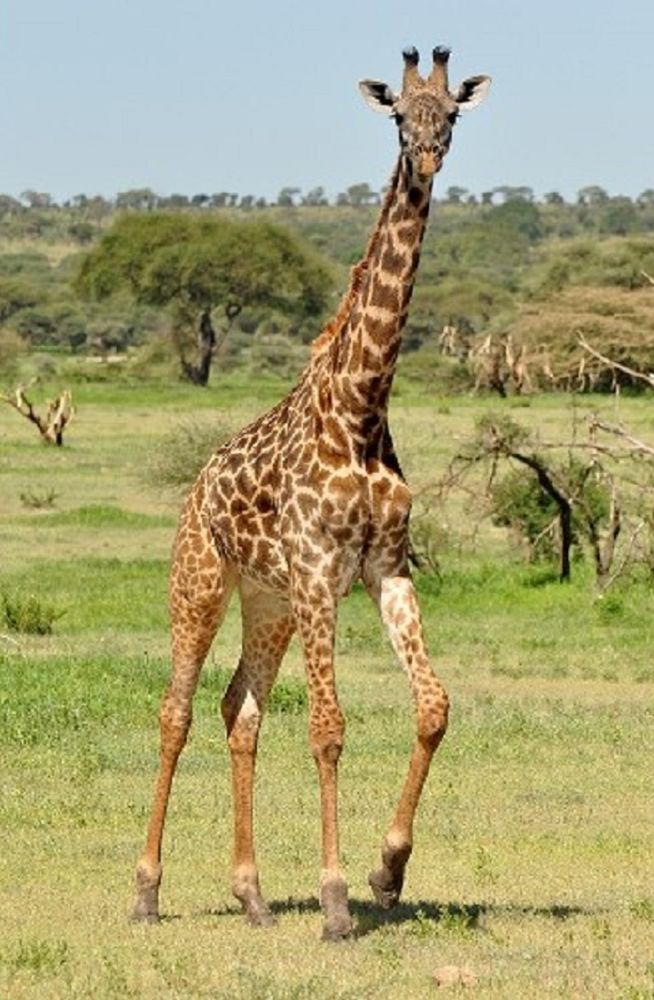 662-0420 Product Image 6