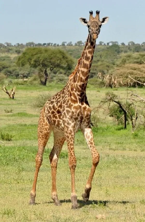 662-0420 Product Image 6