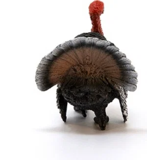 Turkey Tom