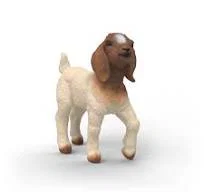 Boer Goat Kid