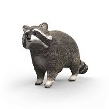 Raccoon