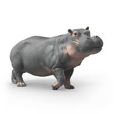 Hippopotamus