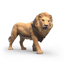 African Lion
