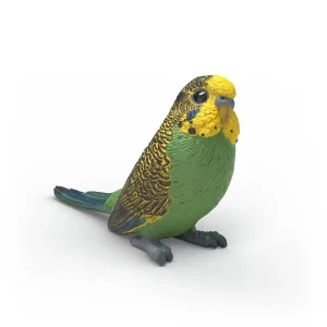 Budgie