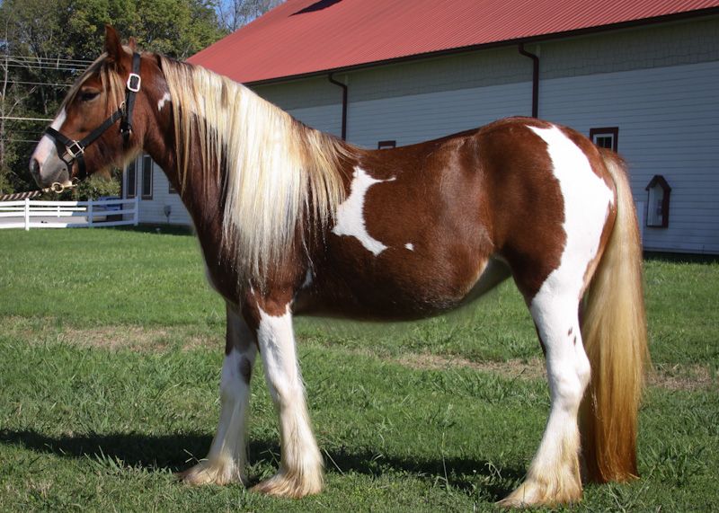 663-0388 Product Image 6